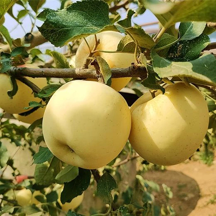 Жаңа піскен алтын дәмді алмалар