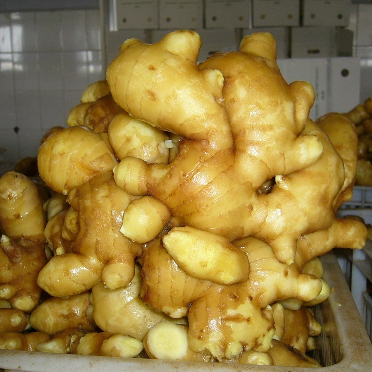 Дәмді балғын хош иісті зімбір